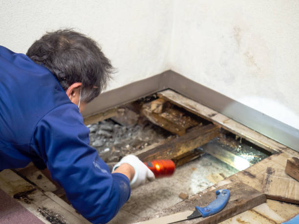 Best Commercial Mold Removal  in Mclendon Chisholm, TX