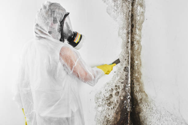 Best Mold Cleaning Services  in Mclendon Chisholm, TX