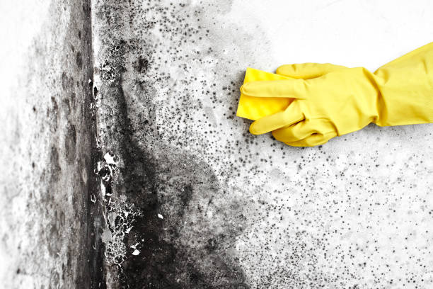 Best Professional Mold Removal  in Mclendon Chisholm, TX