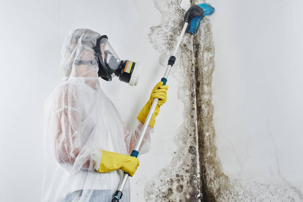 Mold Removal Process in Mclendon Chisholm, TX