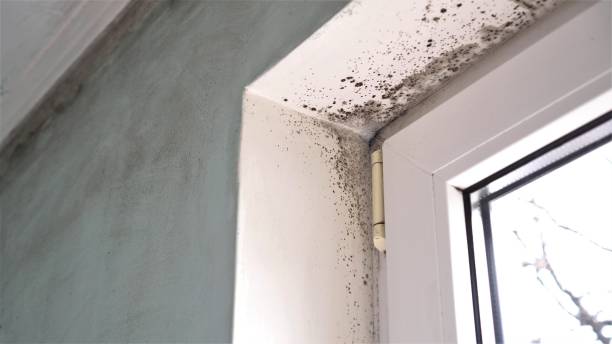 Best Residential Mold Removal  in Mclendon Chisholm, TX