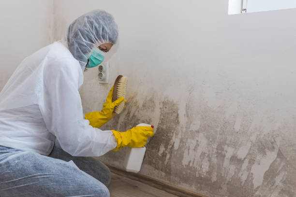 Best Attic Mold Removal  in Mclendon Chisholm, TX