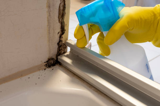 Best Mold Testing and Removal  in Mclendon Chisholm, TX