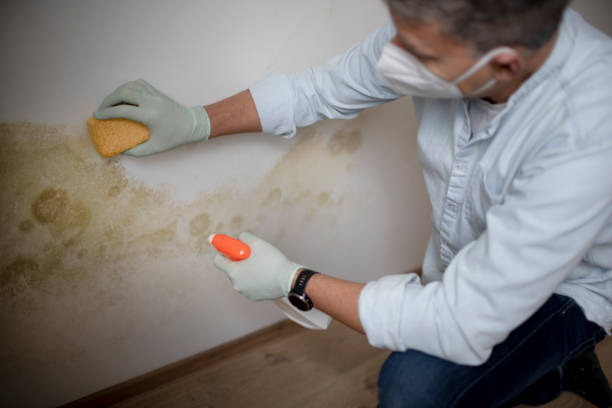 Mclendon Chisholm, TX Mold Removal Company