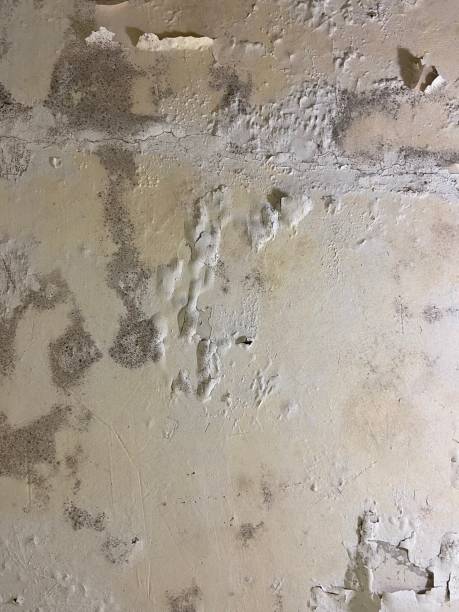 Best Fast Mold Removal  in Mclendon Chisholm, TX