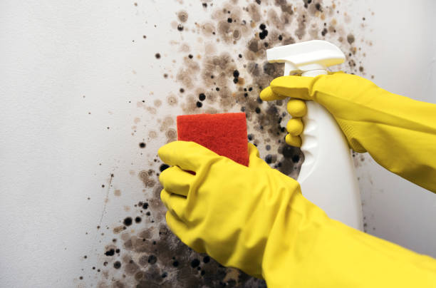 Best Mold Removal Company Near Me  in Mclendon Chisholm, TX