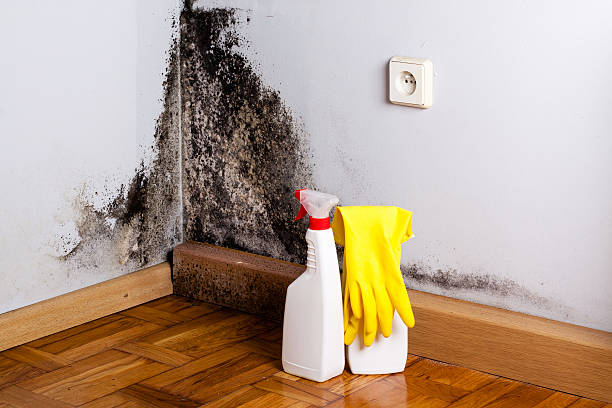Best Local Mold Removal Service  in Mclendon Chisholm, TX