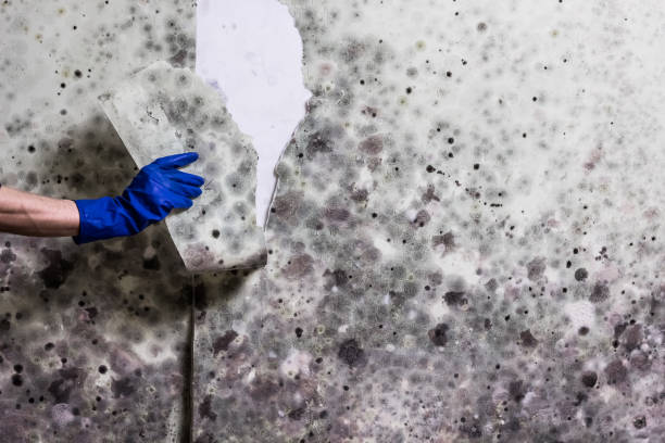 Reliable Mclendon Chisholm, TX Mold Removal Solutions