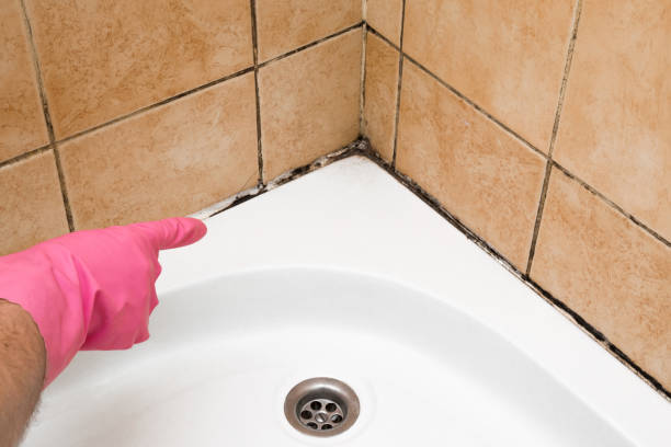 Best Local Mold Removal Service  in Mclendon Chisholm, TX