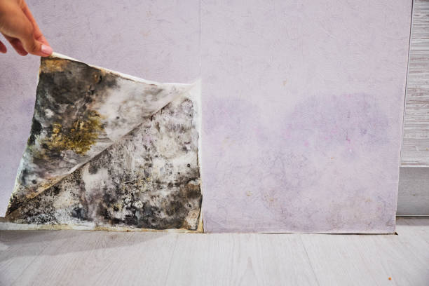 Attic Mold Removal in Mclendon Chisholm, TX